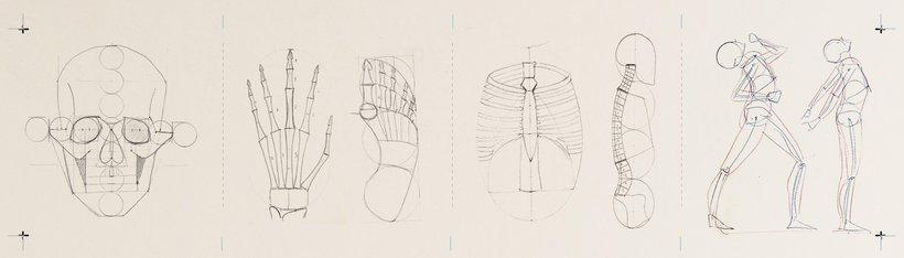 Curso online - Dibujo anatómico para principiantes (ZURSOIF Miguel Bustos  Gómez) | Domestika